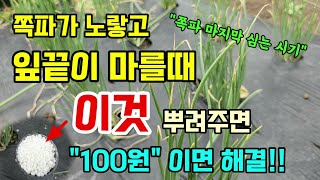 쪽파가 얇고 잎끝이 노랗게 마르는 이유와 해결방법 이것 뿌려주면 단돈100원이면 간단히 해결! 마지막 쪽파심…