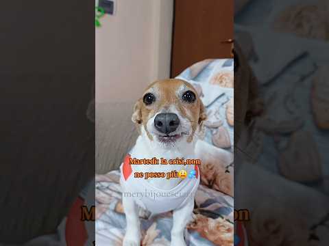 La settimana elettrica di Sciarpina 😂 #merybijouesciarpina #shorts #comedy #jackrussell #settimana