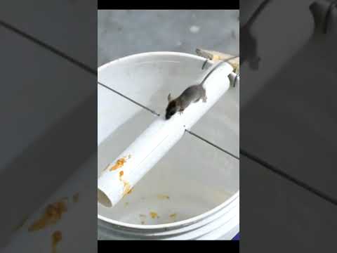 Best Mouse/Rat Trap Bucket #shorts #mousetrap #rattrap