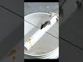 Best Mouse/Rat Trap Bucket #shorts #mousetrap #rattrap