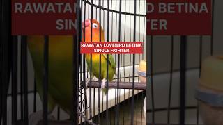 Download lagu Rawatan lovebird betina single fighter #lovebirddurasipanjang #betinagacor #lovebirds #birds mp3 Download lagu Rawatan lovebird betina single fighter #lovebirddurasipanjang #betinagacor #lovebirds #birds mp3