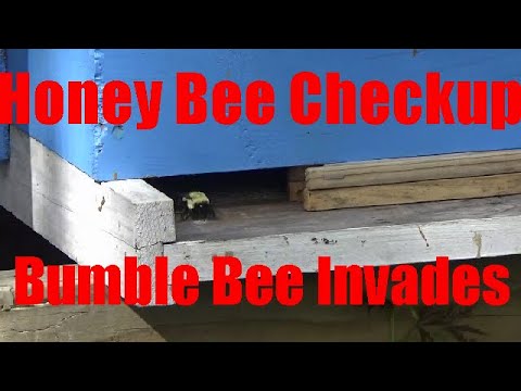 05 12 2020 Bee Hives Checkup Bumble Bee Invades