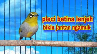 Download lagu Pleci Betina Birahi Memanggil Jantan,Bikin Pleci Jantan Ngamuk mp3 Download lagu Pleci Betina Birahi Memanggil Jantan,Bikin Pleci Jantan Ngamuk mp3