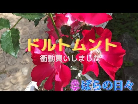 つるバラ「ドルトムント」 植物