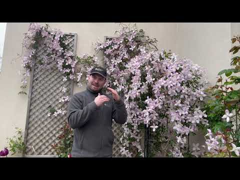 Clematis Montana and Other Clematis!