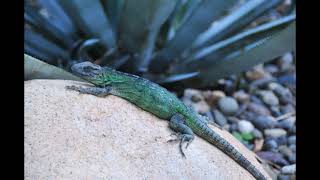 Puerto Vallarta (2009) y &quot;Las madres cansadas&quot;, de Joan Báez...