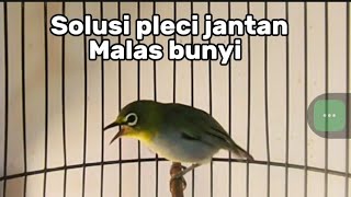 Download lagu Pleci Betina birahi memanggil jantan mp3