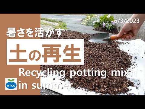古いバスタブをDIYプランターに変身させたオリジナルの創造的なリカバリーテーブル園芸植物