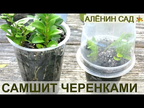 Самшит в домашних условиях: от размещения до стрижки