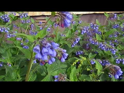 Humlor och bin i vallört - Ockelbo Bi