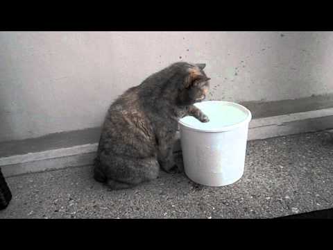 Manx cat Deimos Bon Jour Pippuri washed