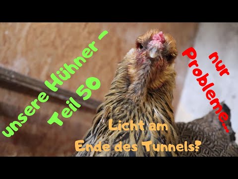 unsere Hühner Teil 50: nur Probleme u.a. Wiesel im Stall?