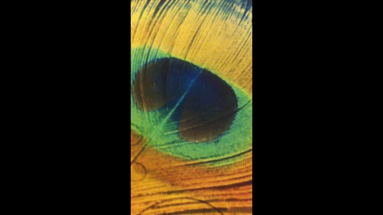 Hey Murlidhar Hey Damodar Lyrics  | Jodha Akbar | Rajat Tokas, Chhaya Ali Khan