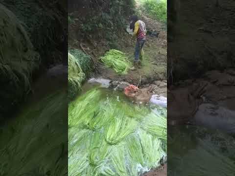 La alma del fique: un ritual tejido en Curití 