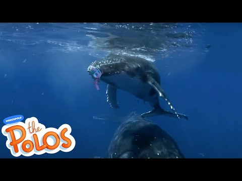Animal Adventures #2 | MarcoPolo World School | Learn At Home - Kingdom Kids Zone, Little Learners - The Polos and MarcoPolo Learning