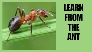 THE WAYS OF THE ANT#personalgrowth #1millionviews