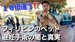 【フィリピンの避妊手術】動物病院と地域イベントでこんなに差が！！