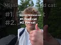 I Tried To Befriend A Stray Cat Shorts