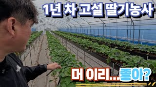 올해 딸기 무멀칭 멀칭의 차이에서도 생육의 차이가 발생하였다