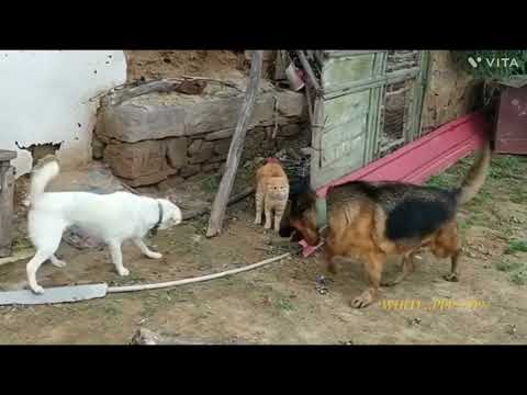 Dogs and cats best comedy scene,🤣🤣🤣#pratyush