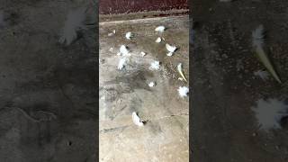 Download lagu ‼️ Setiap pecinta hewan peliharaan perlu mengetahui hal ini mp3