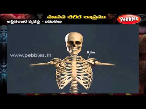 download lagu mp3 mp4 Asthi Panjaram, download lagu Asthi Panjaram gratis, unduh video klip Asthi Panjaram