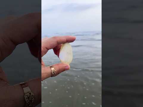 #seatreasures #seashells #beachlifevibes #beachcombing