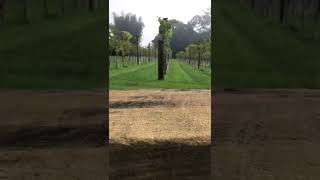 Winery - Witches Falls Brisbane