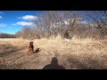 Bird Dog Training with Pen Raised Quail