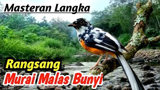 Download lagu 100% Suara Alam Hutan dan Sungai untuk Murai Batu Gacor Panjang mp3