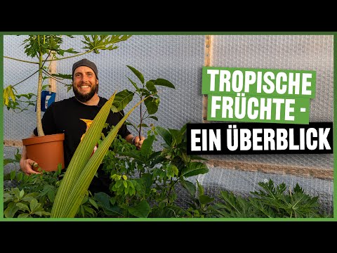 #152 Papaya, Maracuja, Jackfrucht, Drachenfrucht und Co unser exotischer Früchtegarten im Tropenhaus