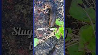 🤯SLUGS GIVING BIRTH. LOOK CLOSELY THERE'S 2 GIVING BIRTH SAME TIME😱🐛#shorts #shortsvideo #shortsfeed
