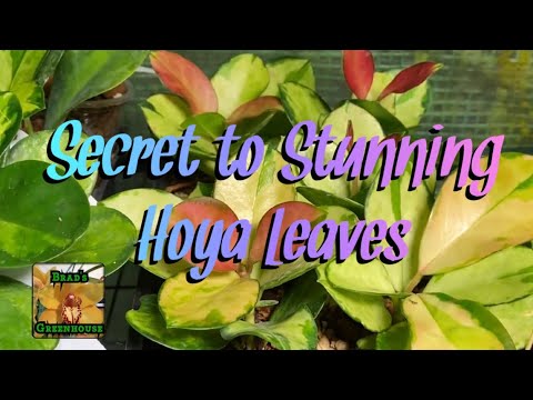 download lagu mp3 mp4 Hoya Pink Leaves, download lagu Hoya Pink Leaves gratis, unduh video klip Hoya Pink Leaves