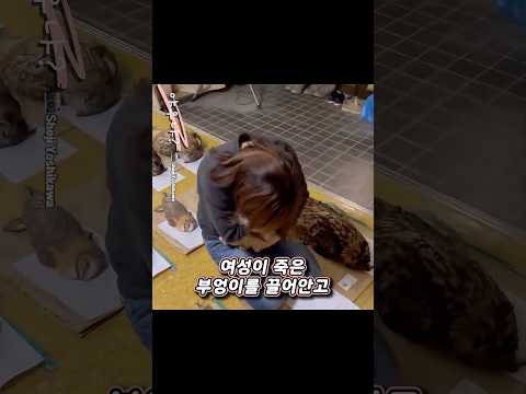 요즘 일본 올빼미 보호소가 망한 이유