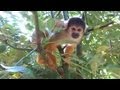 リスザル squirrel monkey 日本モンキーパーク