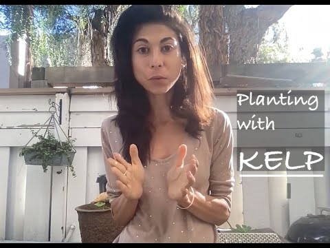 New Moon Planting with Kelp
