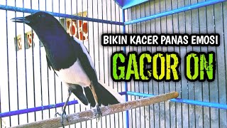 Download lagu BIKIN KACER PANAS EMOSI GACOR ON KONSLET  !! PANCINGAN KACER GACOR PASTI NYAUT AMPUH. mp3