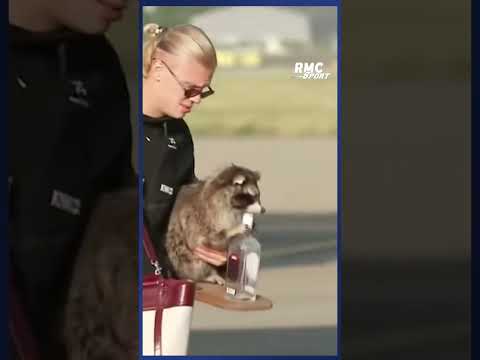 😱 Haaland sort de l'avion avec... un RATON LAVEUR