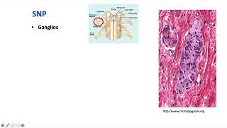 Tejido nervioso 1: Neuronas y células gliales (Parte 1) - Biología Celular y Tisular