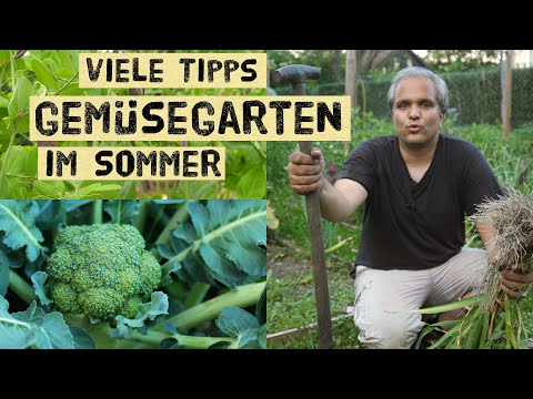 , title : 'Gemüsegarten im Sommer 2021, wann Knoblauch ernten, Gartenplanen, Winterkohl, Zuckererbsen ernten.'