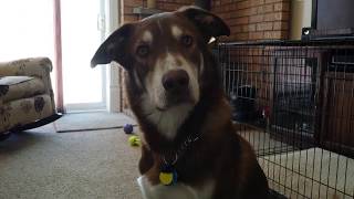 Does Rusty want to go for a walk?