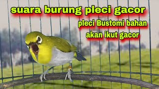 Download lagu Suara Burung Pleci Gacor || Pancingan Pleci Bustomi Gacor Ngalas Nembak mp3
