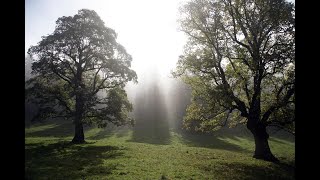 Les Résonances Corporelles Intuitives