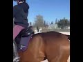 Pony dressage