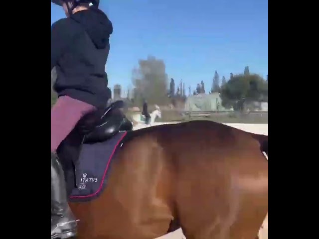 Pony dressage