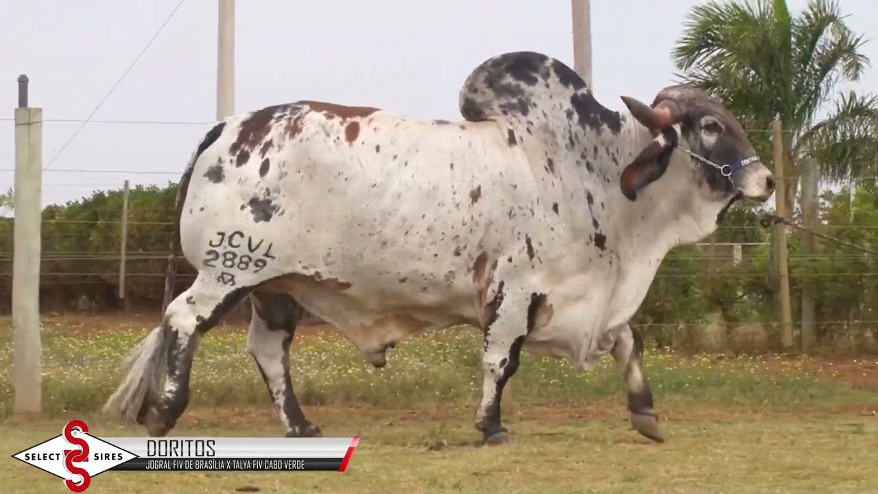Vídeo DORITOS FIV CABO VERDE