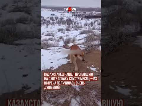 Казахстанец нашел пропавшую на охоте собаку спустя месяц – их встреча получилась очень душевной