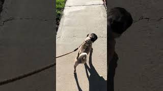 Video preview image #1 Pug Puppy For Sale in Corona, CA, USA