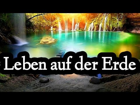 06.12.2020 - CPO Flusskrebs ins 120 Liter Aquarium eingezogen