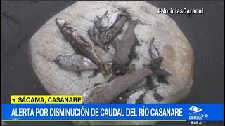 Mortandad de peces por disminución de caudal del río Casanare